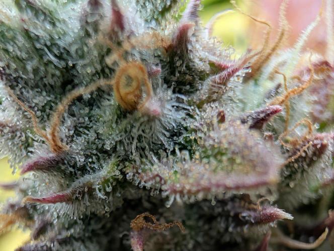GG4 & OG: Genetics Beats Expensive Gear. Week 10
