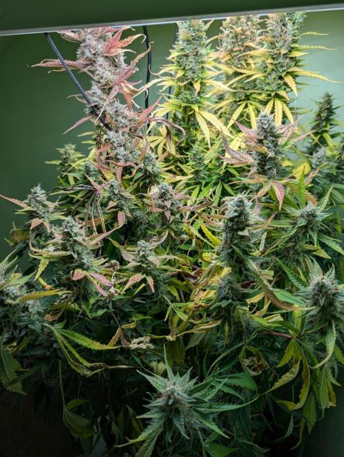 GG4 & OG: Genetics Beats Expensive Gear. Week 10