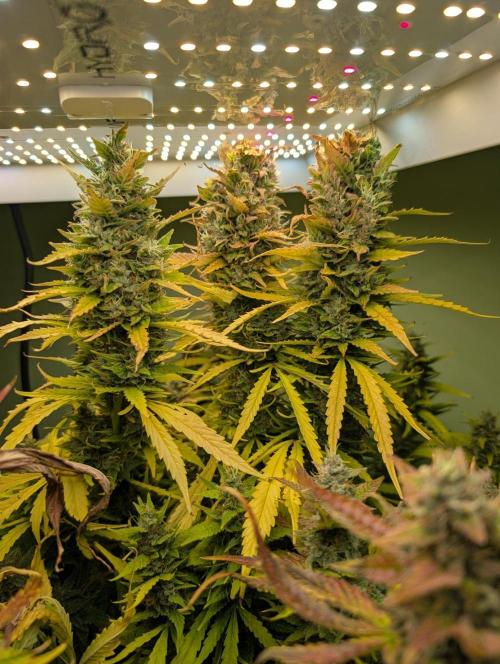 GG4 & OG: Genetics Beats Expensive Gear. Week 10