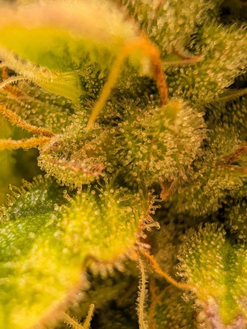 GG4 & OG: Genetics Beats Expensive Gear. Week 10