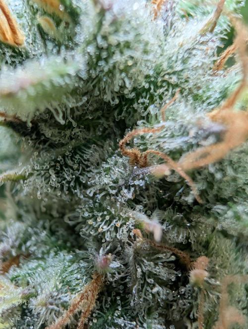 GG4 & OG: Genetics Beats Expensive Gear. Week 10