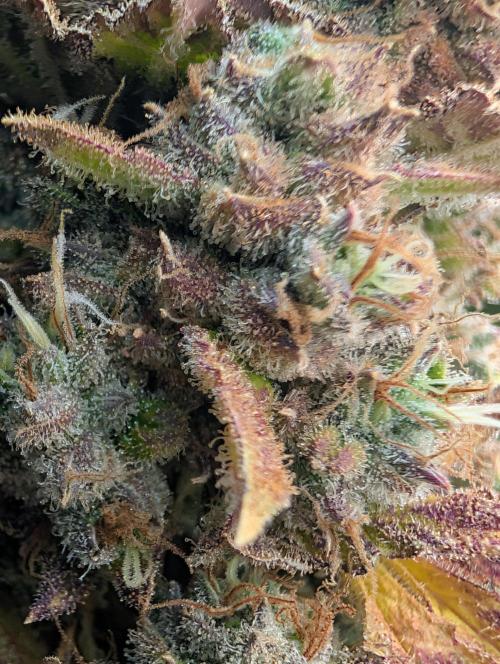 GG4 & OG: Genetics Beats Expensive Gear. Week 10