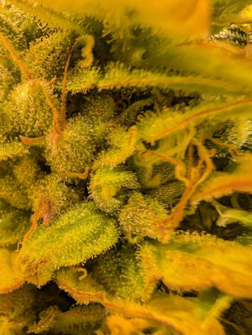 GG4 & OG: Genetics Beats Expensive Gear. Week 10