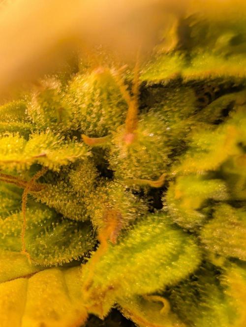 GG4 & OG: Genetics Beats Expensive Gear. Week 10