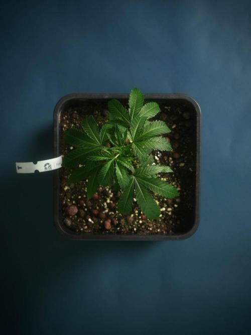 Purple Cookie Kush by Sensi Seeds. Week 1 - Purple Cookie Kush - Sensi Seeds - Week1