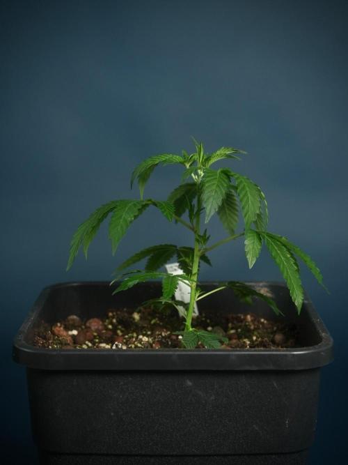Purple Cookie Kush by Sensi Seeds. Week 1 - Purple Cookie Kush - Sensi Seeds - Week1