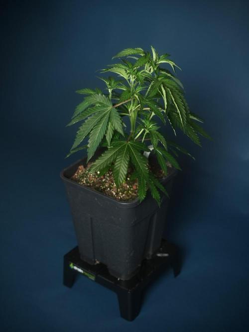 Purple Cookie Kush by Sensi Seeds. Week 2