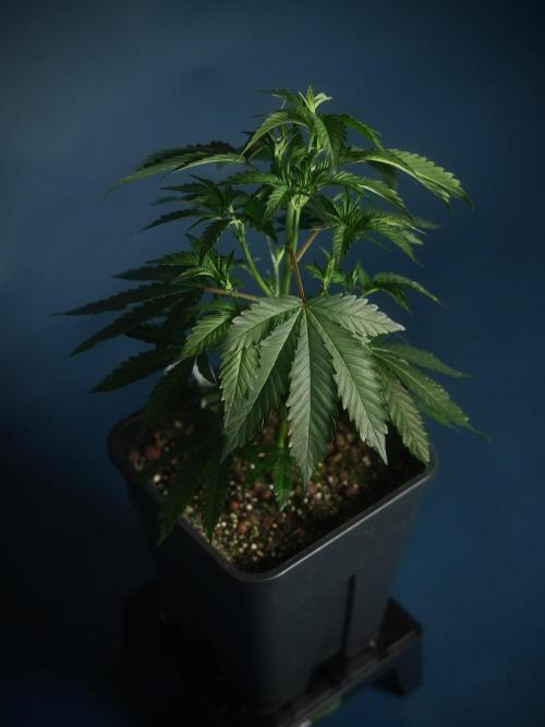 Purple Cookie Kush by Sensi Seeds. Week 2