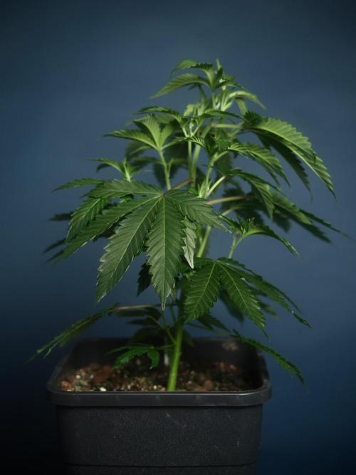Purple Cookie Kush by Sensi Seeds. Week 2