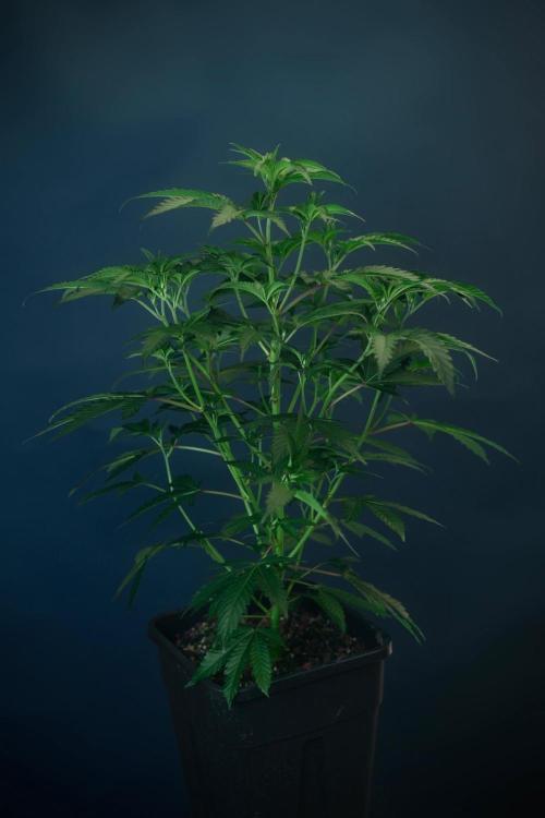 Purple Cookie Kush by Sensi Seeds. Week 3