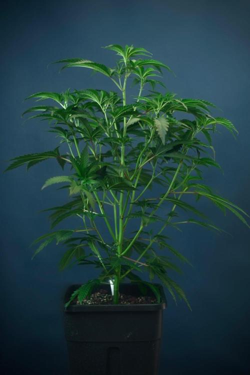 Purple Cookie Kush by Sensi Seeds. Week 3