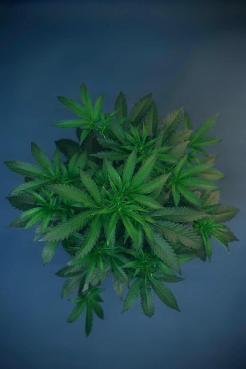 Purple Cookie Kush by Sensi Seeds. Week 3