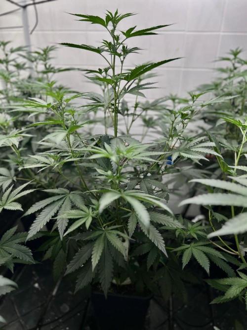 Purple Cookie Kush by Sensi Seeds. Week 4