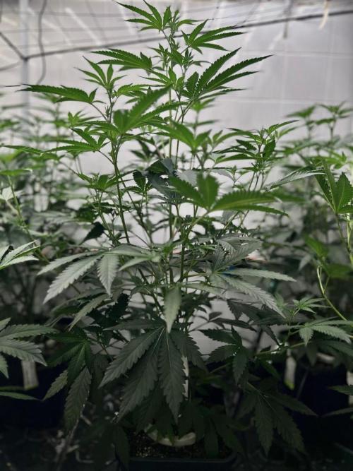 Purple Cookie Kush by Sensi Seeds. Week 4