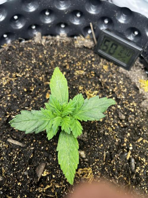 RiotBuds #run1. Week 1 - Auto Critical Orange Punch