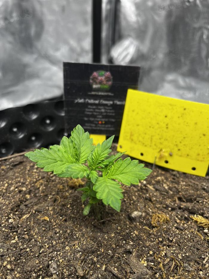 Critical Orange Punch #1. Week 1