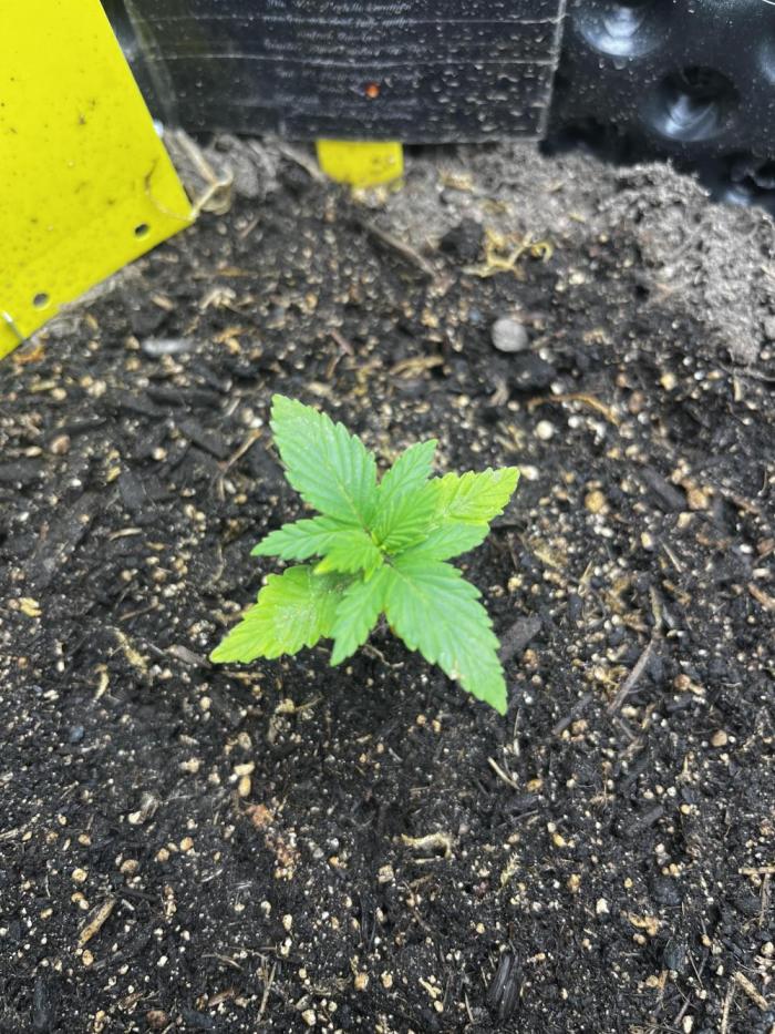 Strawberry Soda #1. Week 0
