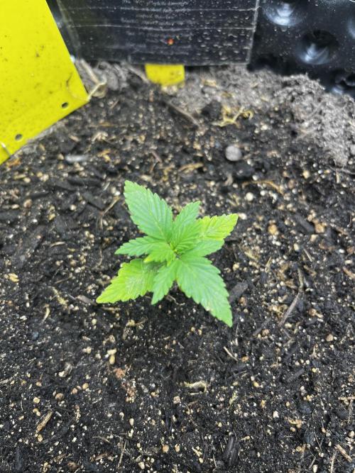 Auto Strawberry Soda. Week 0