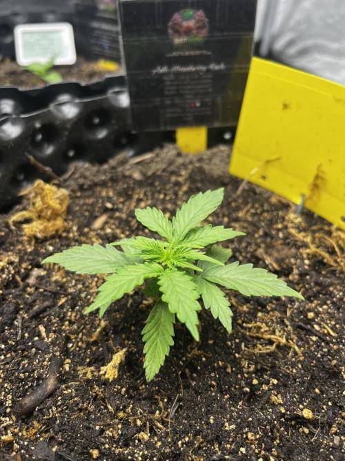 Auto Strawberry Soda. Week 1