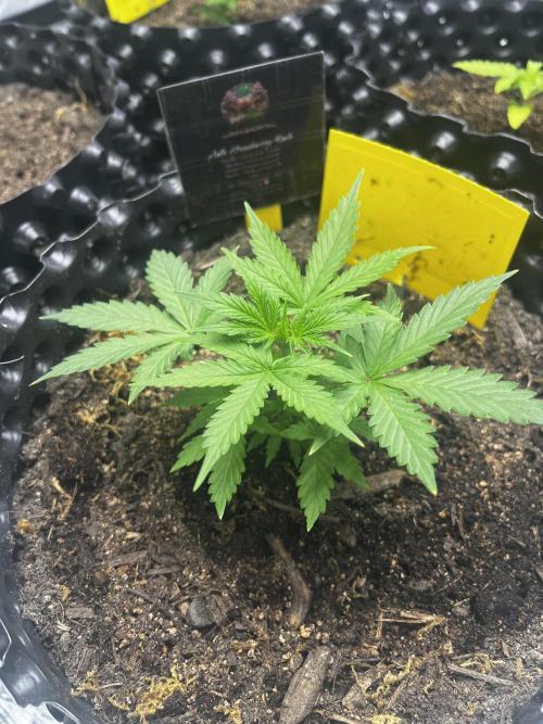 Auto Strawberry Soda. Week 3