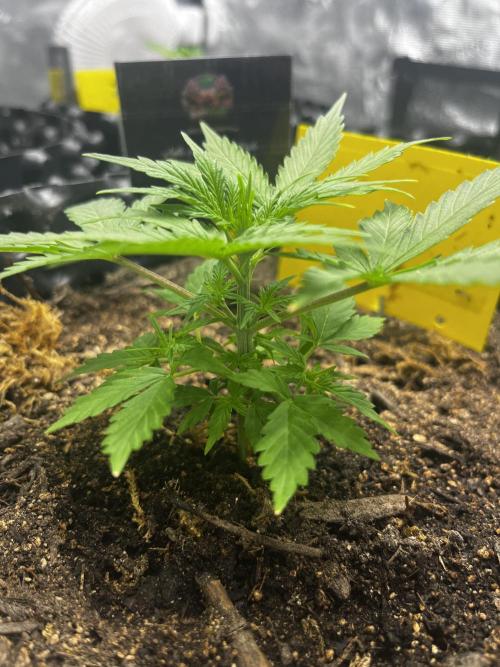 Critical Orange Punch #1. Week 3