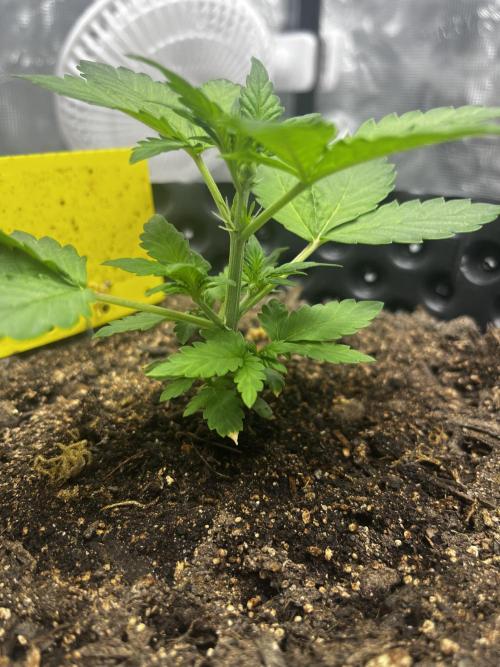 Critical Orange Punch #1. Week 3