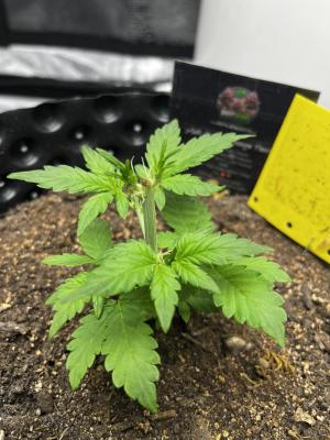 Comment by BudPapaBen photo #1