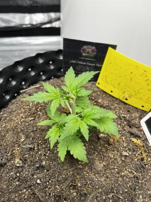 Comment by BudPapaBen photo #2