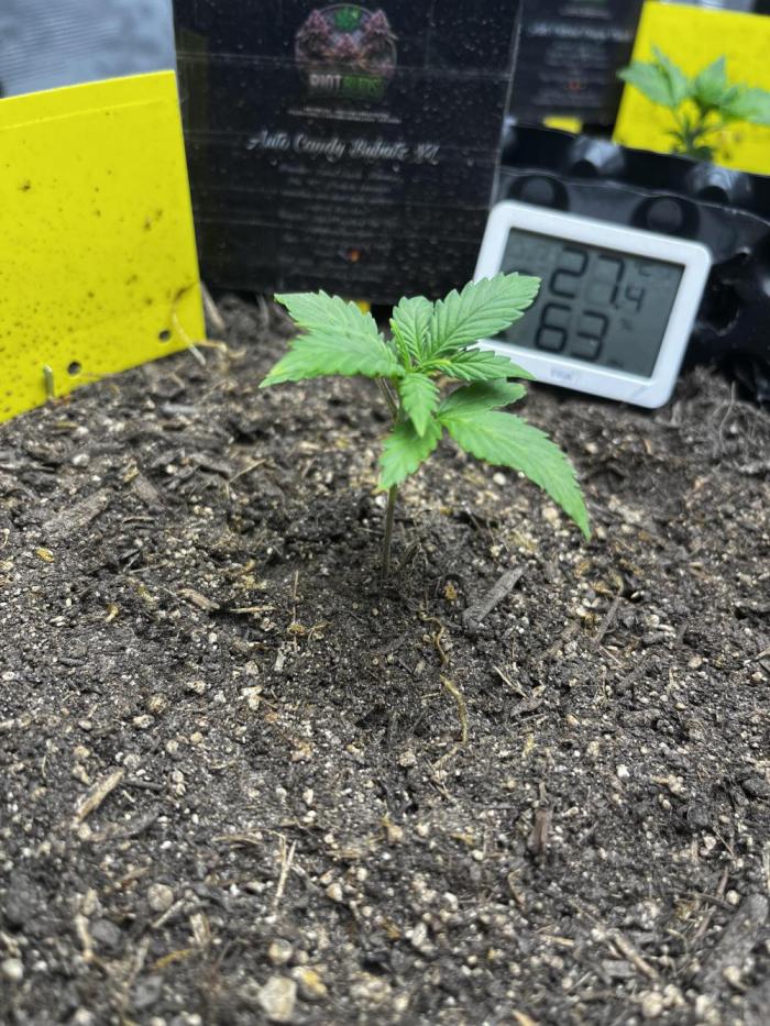 Auto Candy Bubatz XL. Week 1