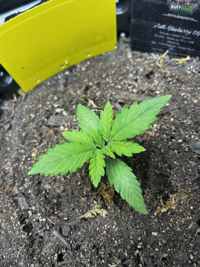 Auto Candy Bubatz XL. Week 2