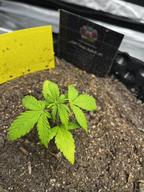Auto Candy Bubatz XL. Week 3