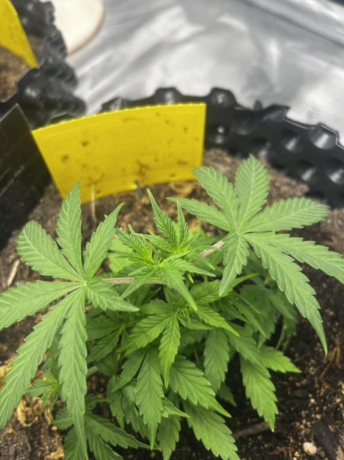 Strawberry Soda #1. Week 4
