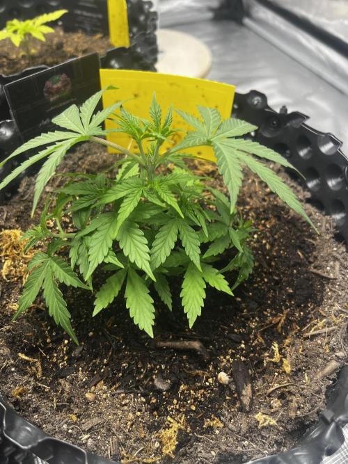 Strawberry Soda #1. Week 4