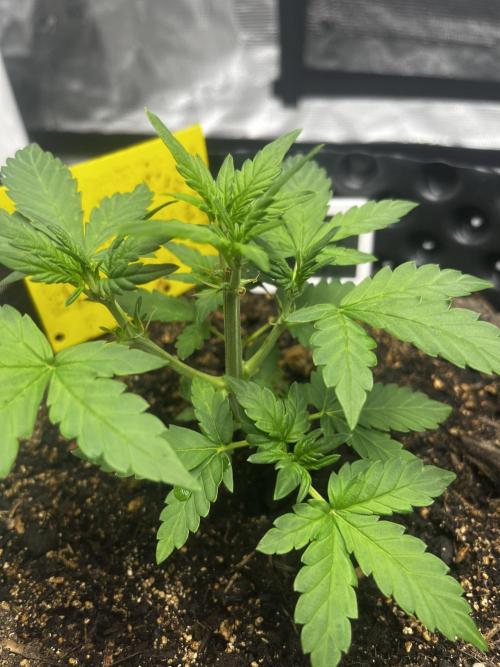 Strawberry Soda #1. Week 4