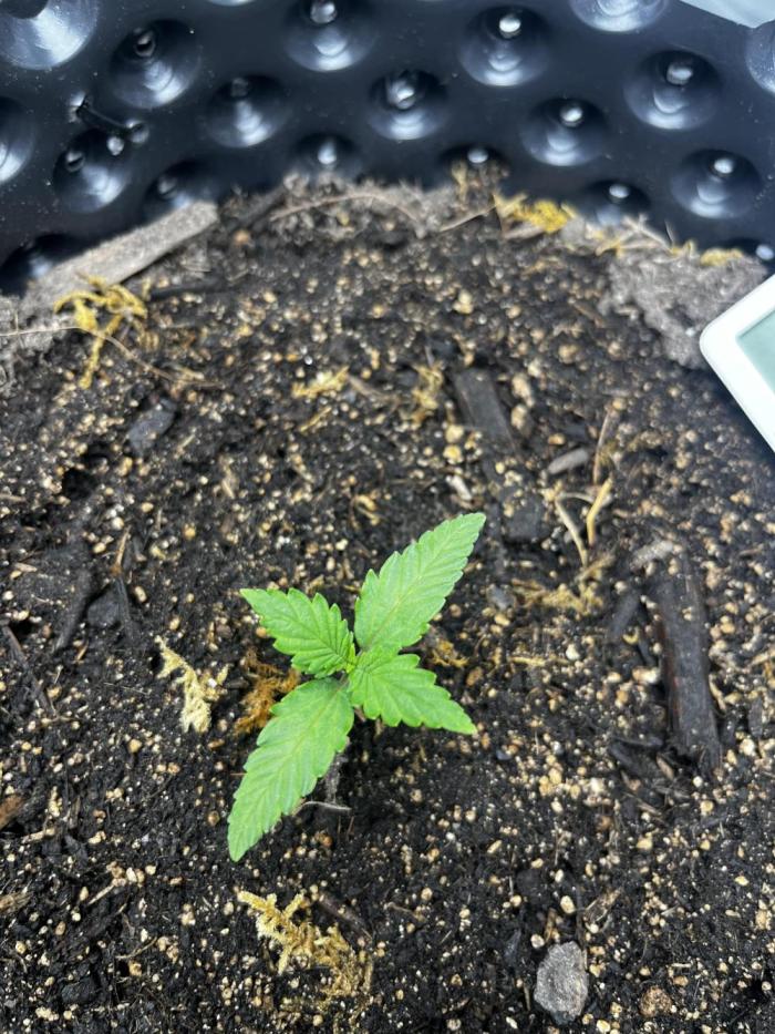 Glueberry OG. Week 0