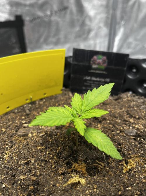 Auto Glueberry O.G. . Week 1