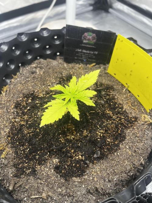 Auto Glueberry O.G. . Week 3