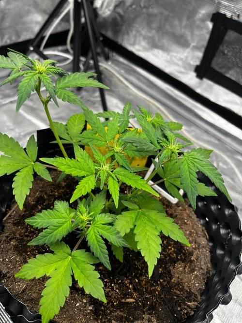 Auto Critical Orange Punch. Week 5