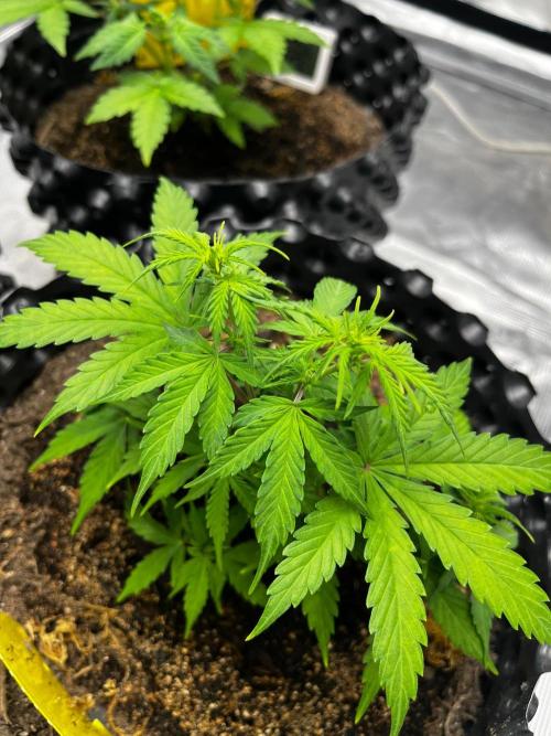 Auto Strawberry Soda. Week 5