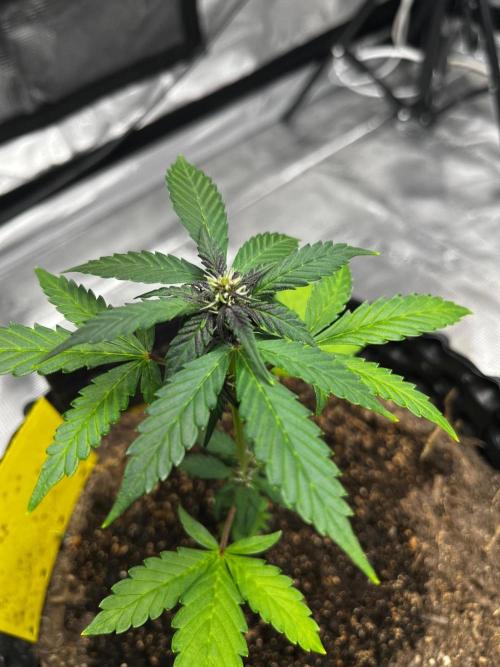 Auto Candy Bubatz XL. Week 5