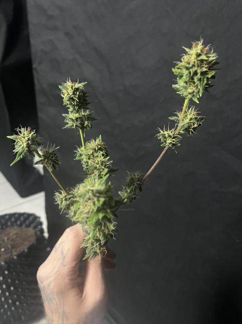 Auto Critical Orange Punch. Week 8