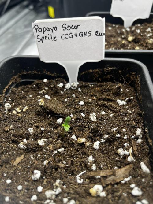 Papaya Sour Spritz. Week 0