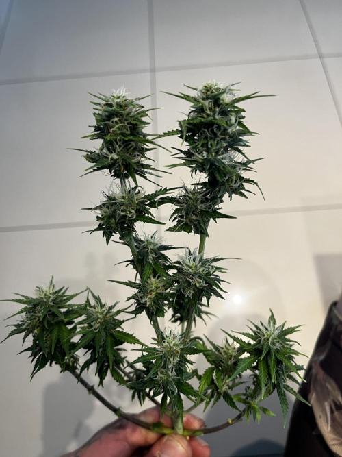 Auto Strawberry Soda. Week 9