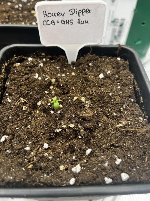 Grow Tent 5x5x6.5. Week 0