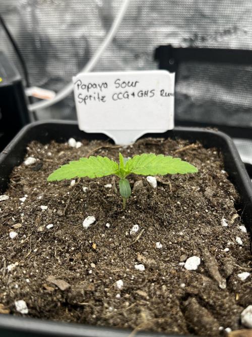 CCG / GHS Projekt. Week 1 - W1 der Vegi Phase