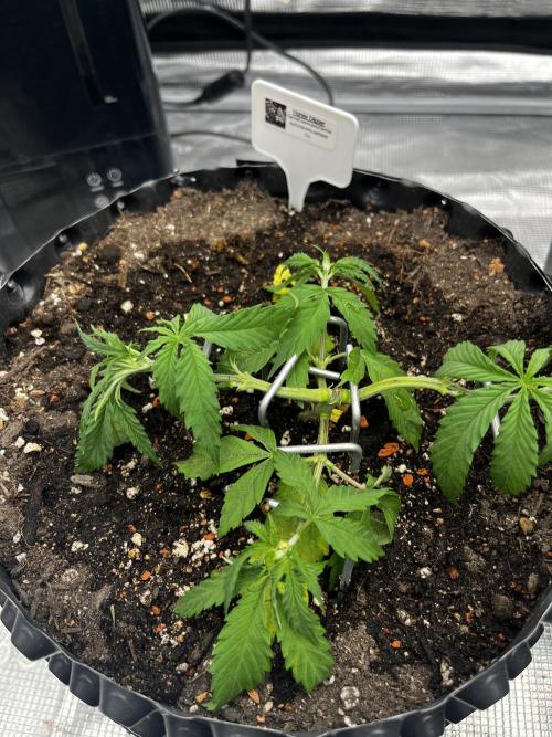 CCG / GHS Projekt. Week 3