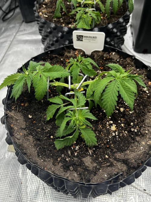 CCG / GHS Projekt. Week 3