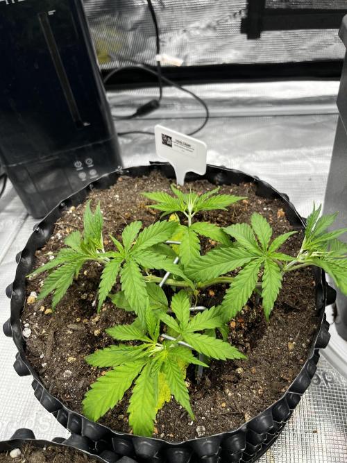 CCG / GHS Projekt. Week 4 - Vegi W4 Mainlining