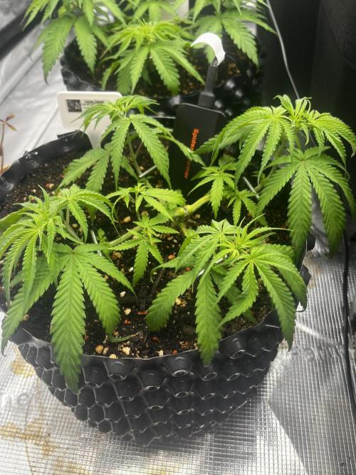 CCG / GHS Projekt. Week 5
