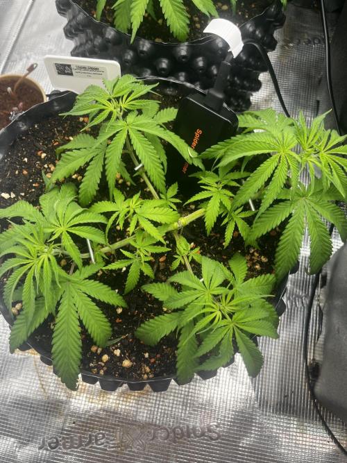 CCG / GHS Projekt. Week 5
